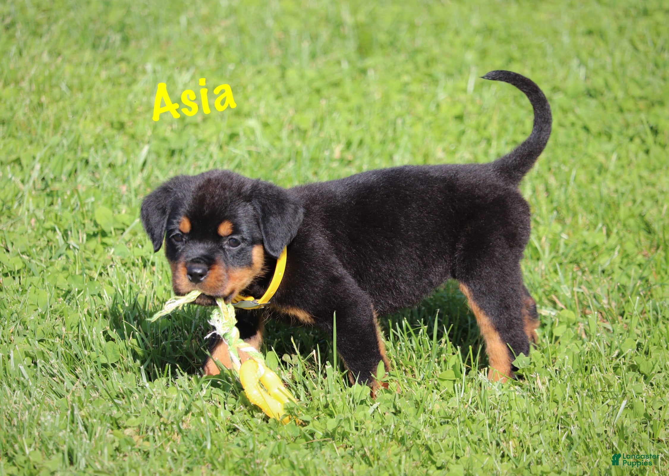 Rottweiler dogs Asia - Ad 1