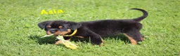 Rottweiler dogs for sale: Asia - Ad 4