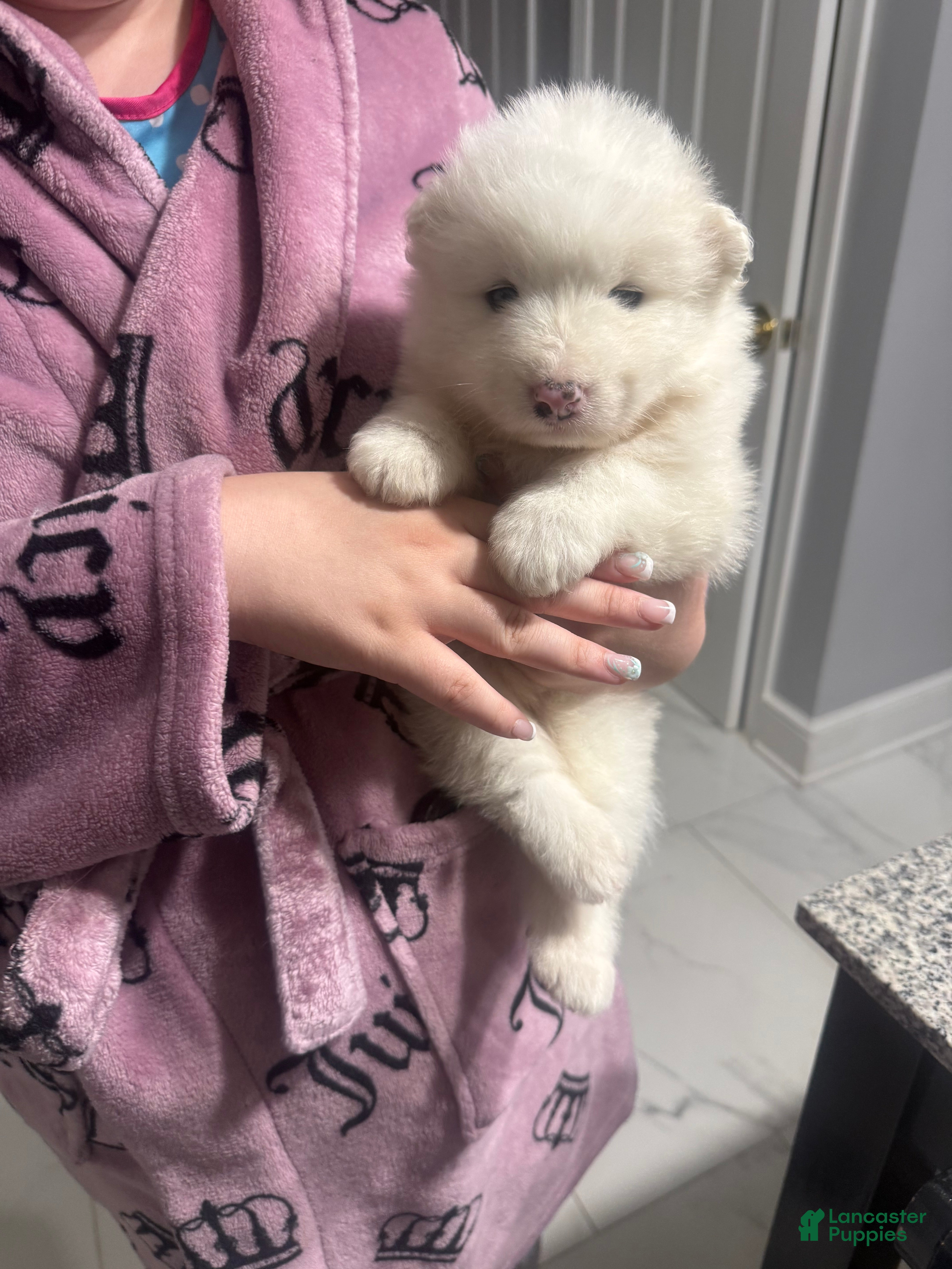 Samoyed dogs  1 - Ad 21