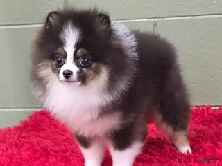 Pomeranian dogs Tux - Ad 5