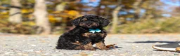 Miniature Poodle dogs for sale: Sawyer (AKC) - Ad 2