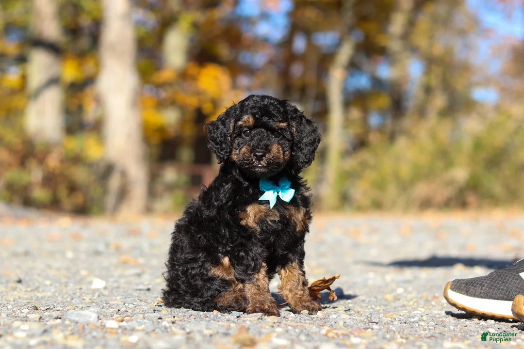 Miniature Poodle dogs for sale: Sawyer (AKC) - Ad 2