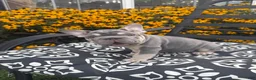 French Bulldog dogs for sale: French Bulldog 2 - Ad 7