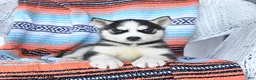 Siberian Husky dogs for sale: Satin - Ad 4