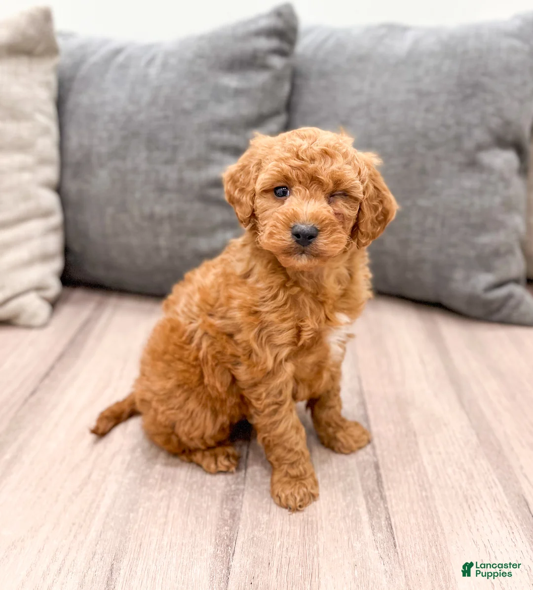 Labradoodle dogs for sale: Jester - Ad 3