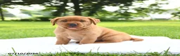 Labrador Retriever dogs for sale: Cassie   - Ad 1