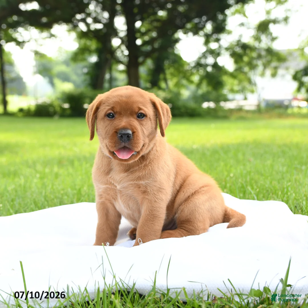 Labrador Retriever dogs for sale: Cassie   - Ad 1