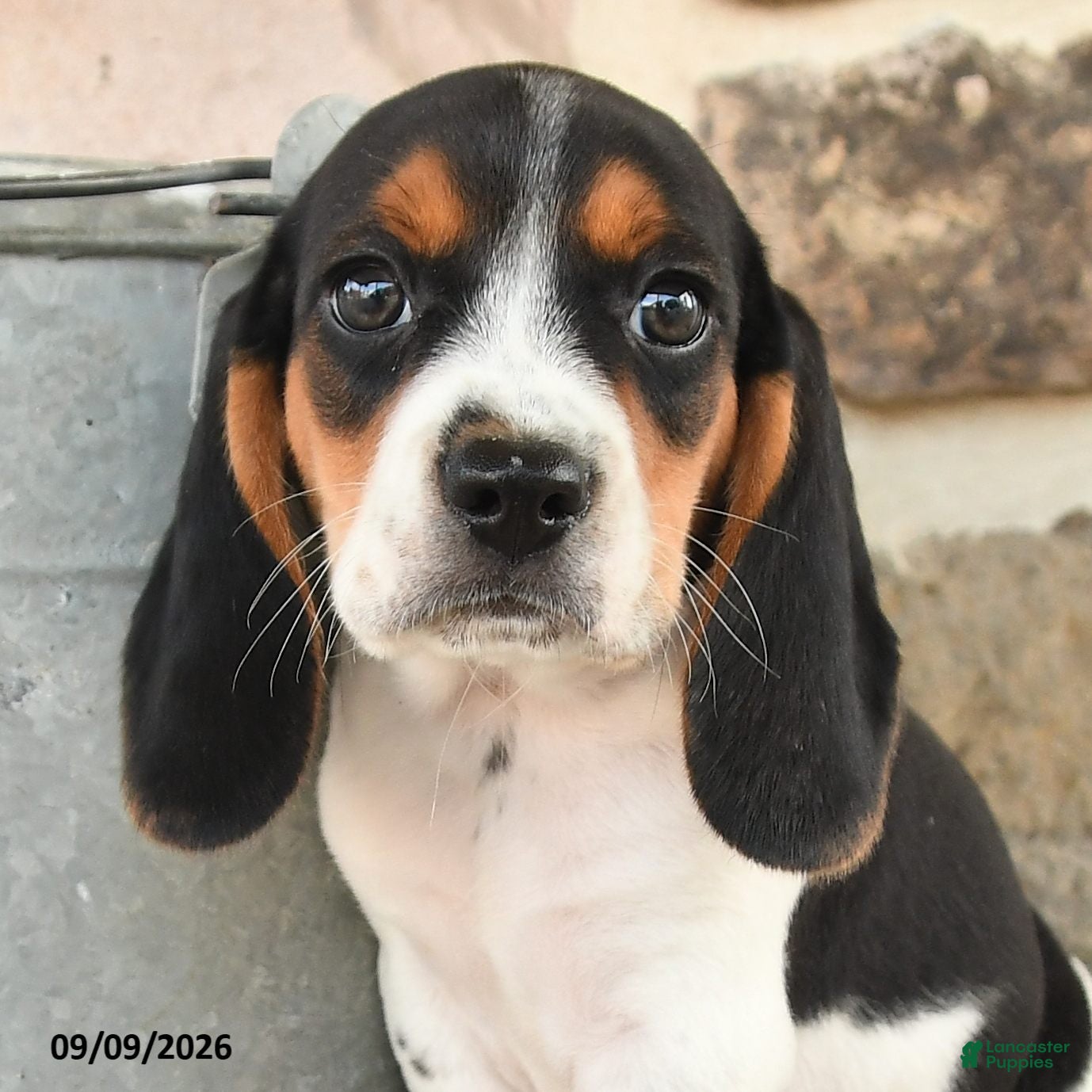 Beagle dogs Mason - Ad 2