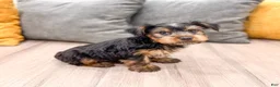 Yorkshire Terrier dogs for sale: Jordan - Ad 5