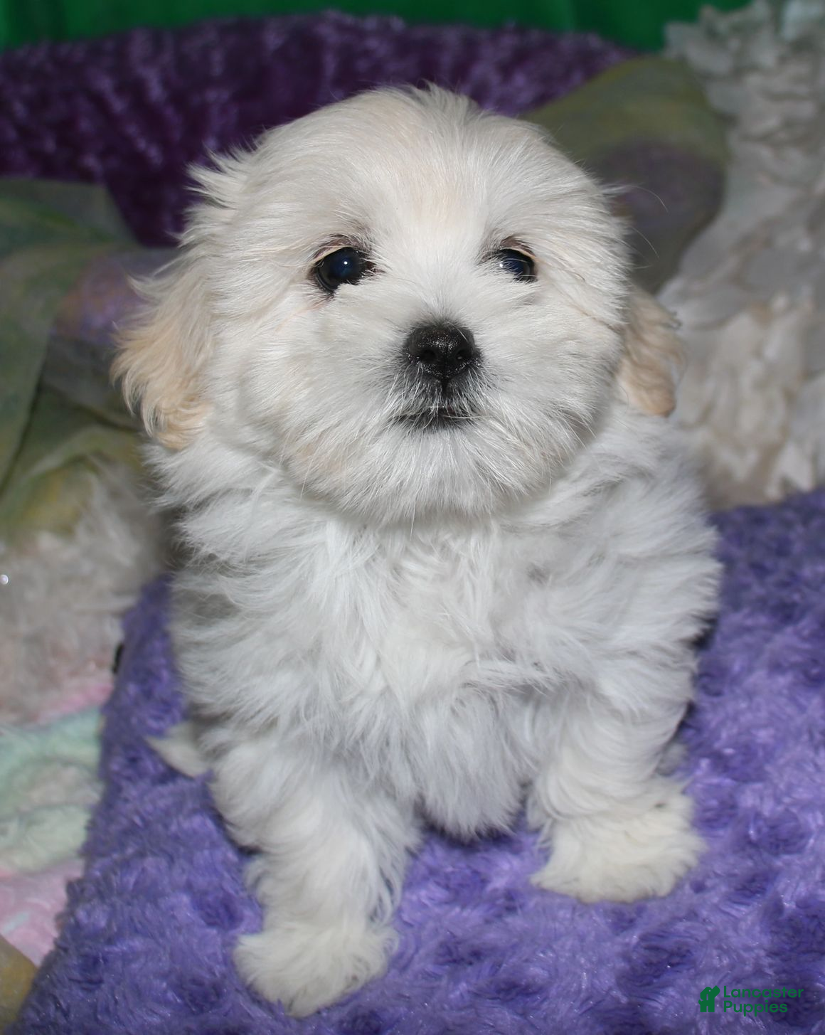Shihpoo dogs Shiloh - Ad 2