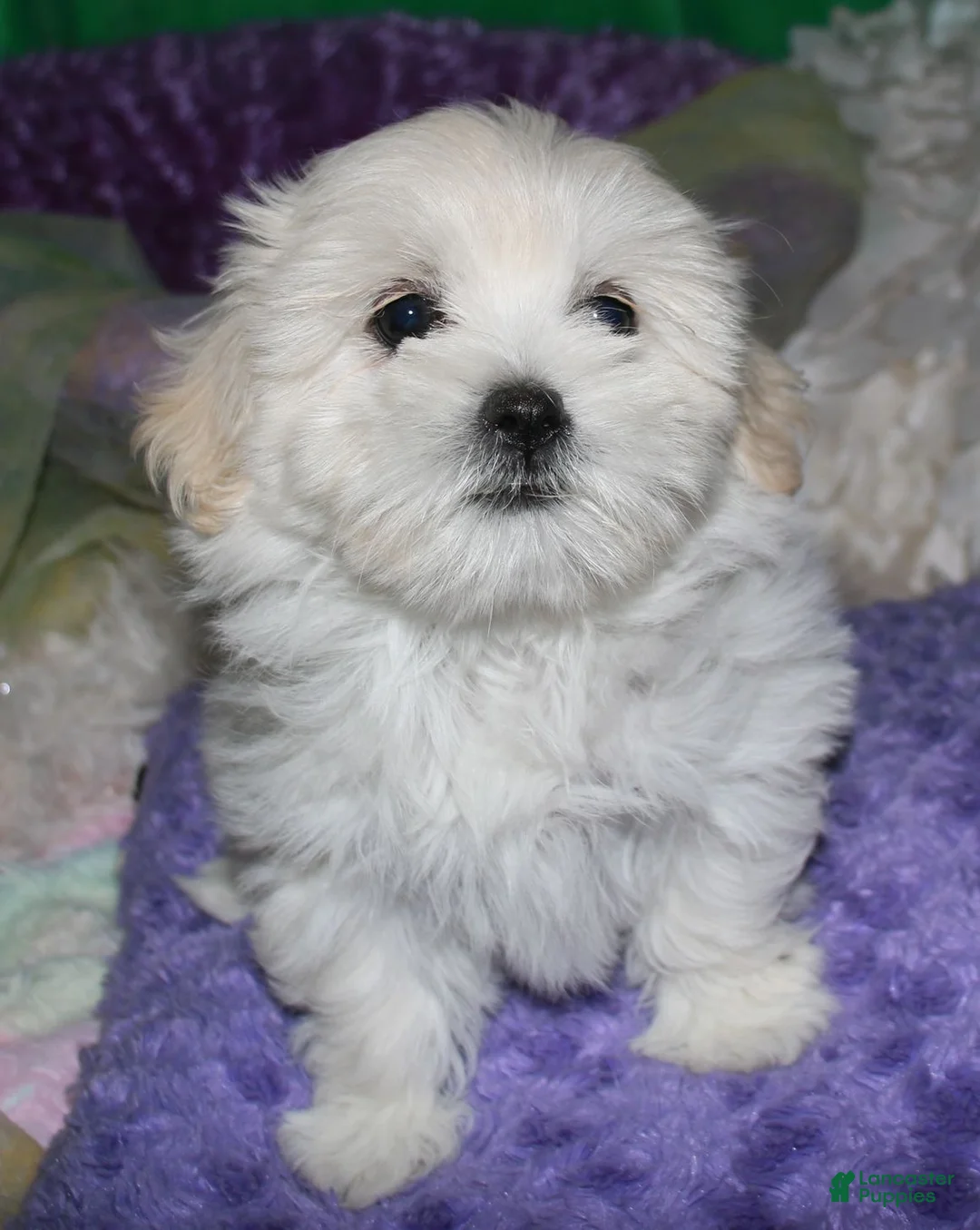 Shihpoo dogs for sale: Shiloh - Ad 2