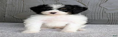 Bob