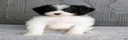 Mini Bernedoodle dogs for sale: Bob - Ad 1