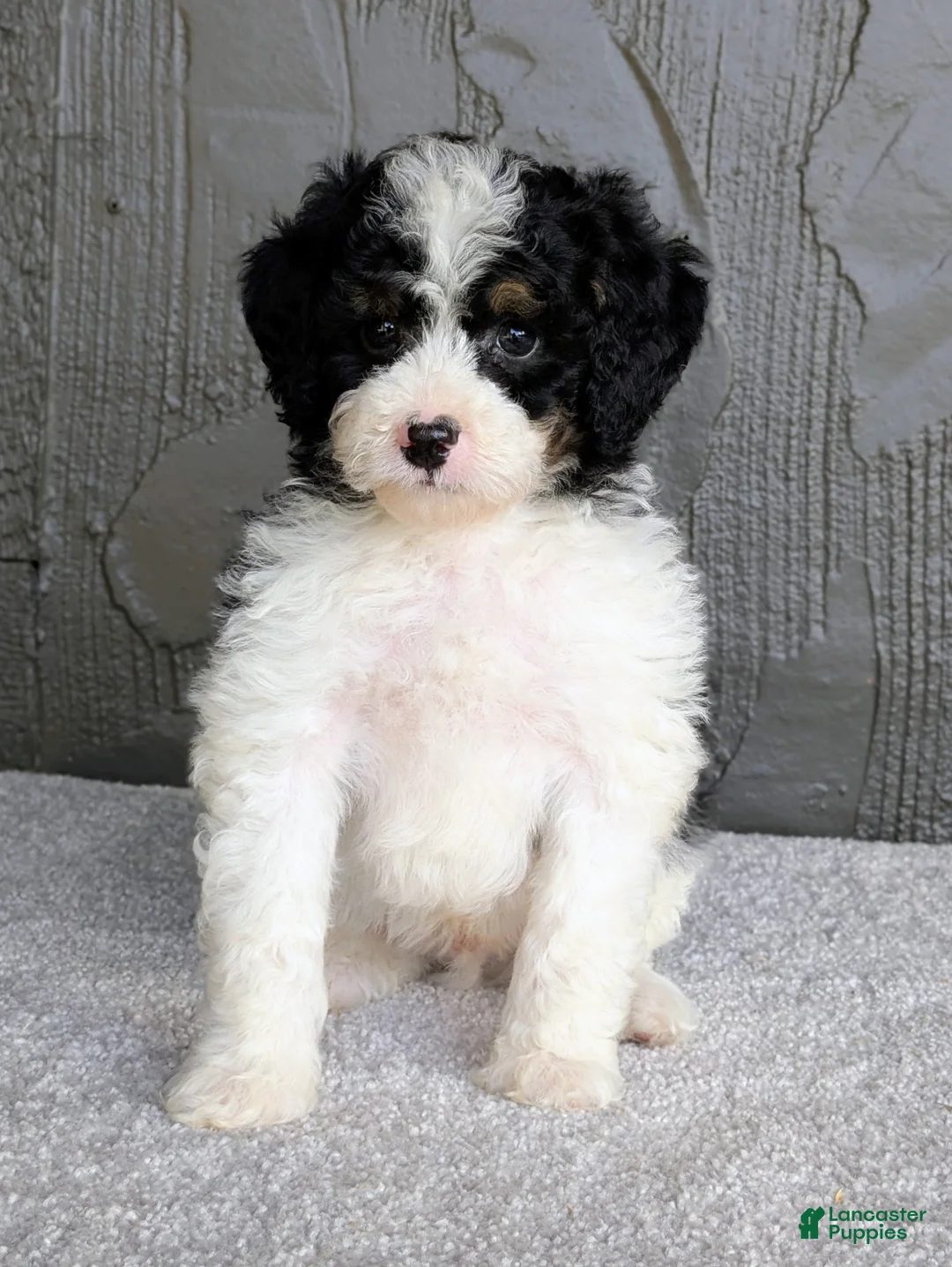 Mini Bernedoodle dogs for sale: Bob - Ad 1