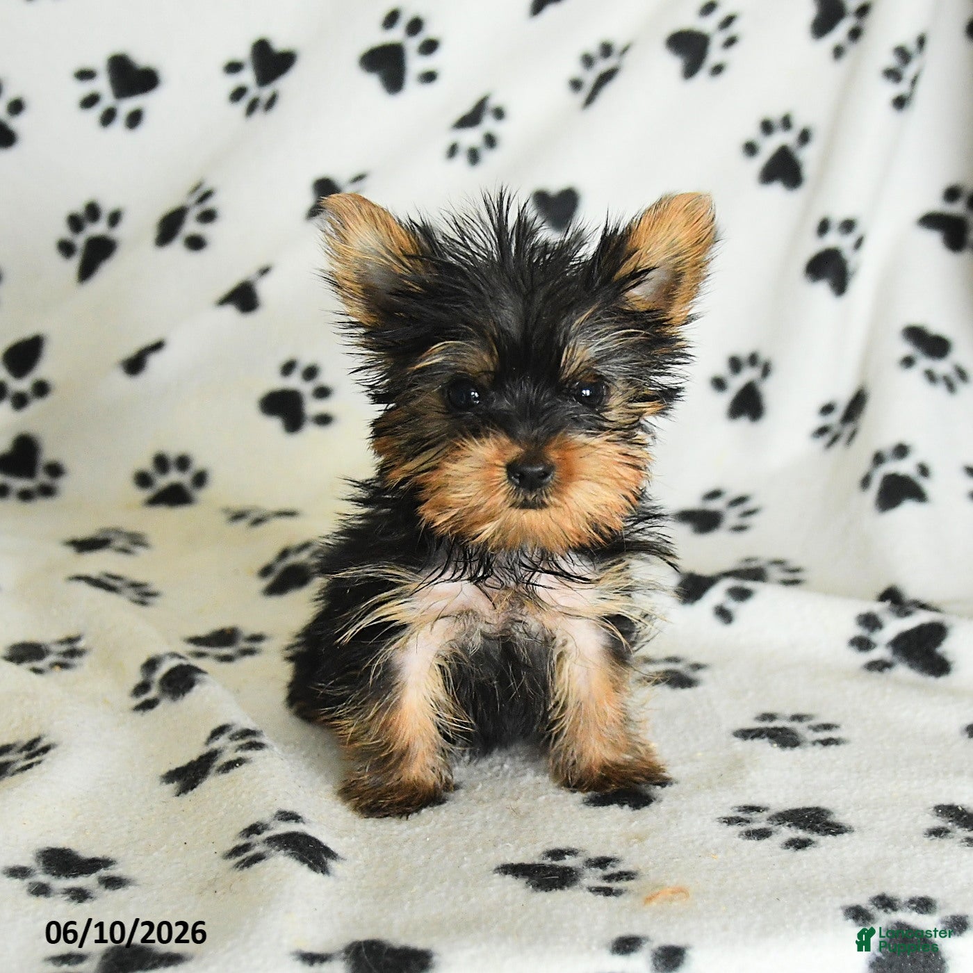 Yorkshire Terrier dogs Leon - Ad 1