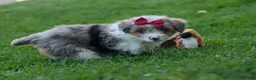 Corgipoo dogs for sale: NANCY - Ad 14