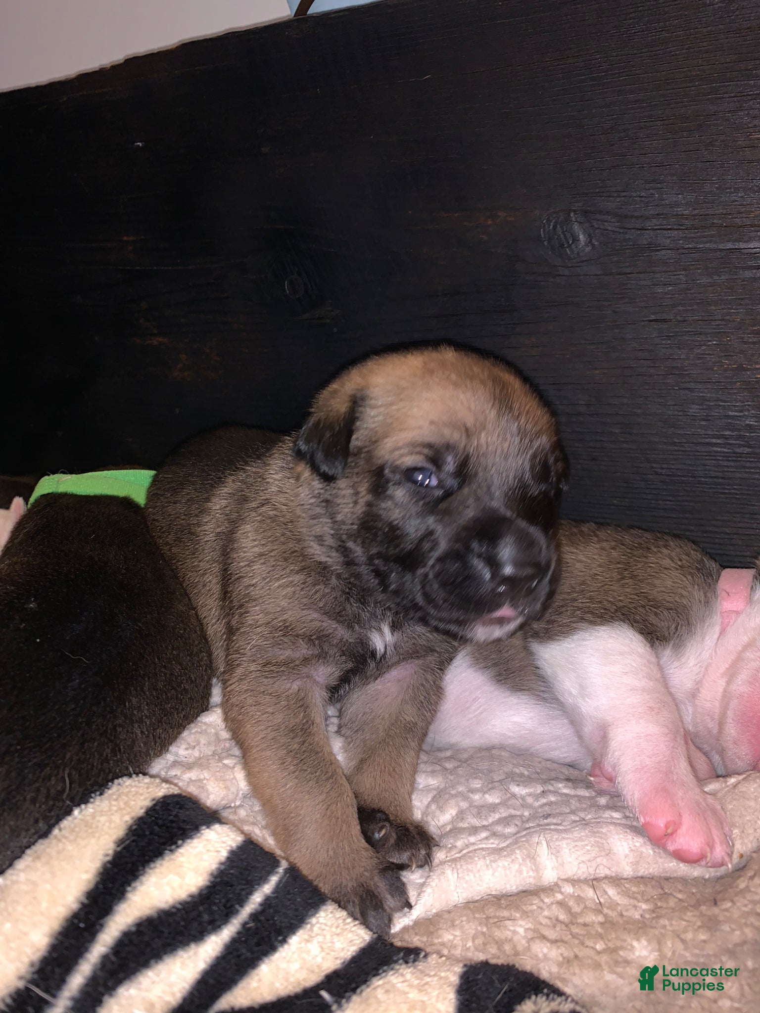 Mixed Breed dogs Mixed Breed Puppy 7 lime green - Ad 14