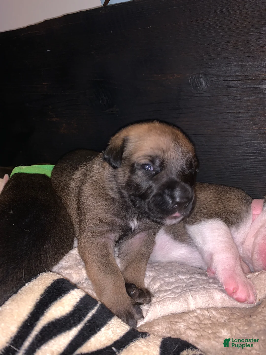 Mixed Breed dogs for sale: Mixed Breed Puppy 7 lime green - Ad 1