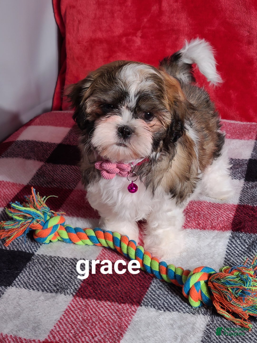 Shih Tzu dogs for sale: Grace  - Ad 2
