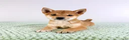 Shiba Inu dogs for sale: AKC Mei - Ad 3