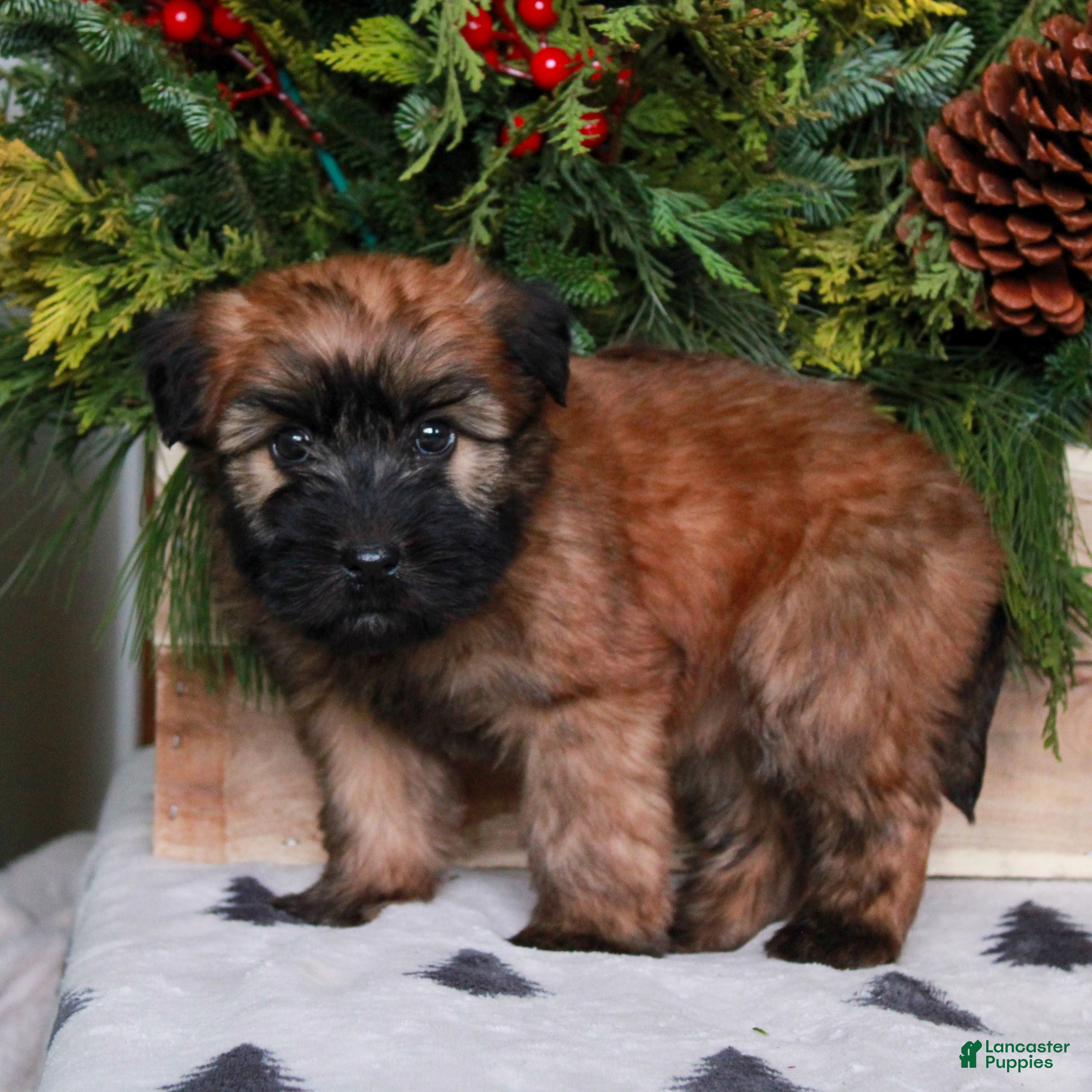 Soft Coated Wheaten Terrier dogs Willow  - Ad 2