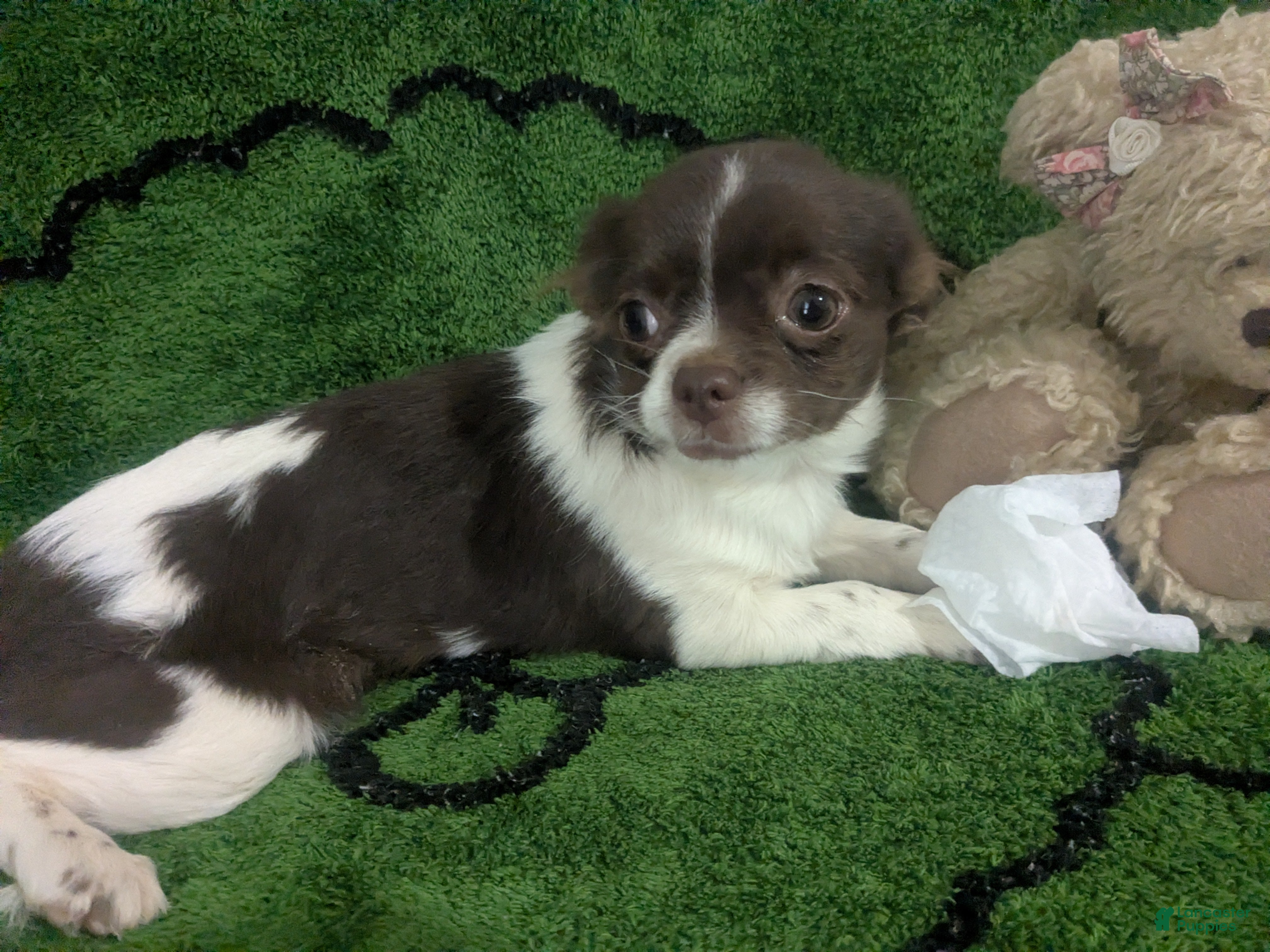 Chihuahua dogs for sale: Full AKC   Faith   - Ad 5