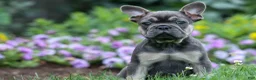 French Bulldog dogs for sale: Edison - Ad 6