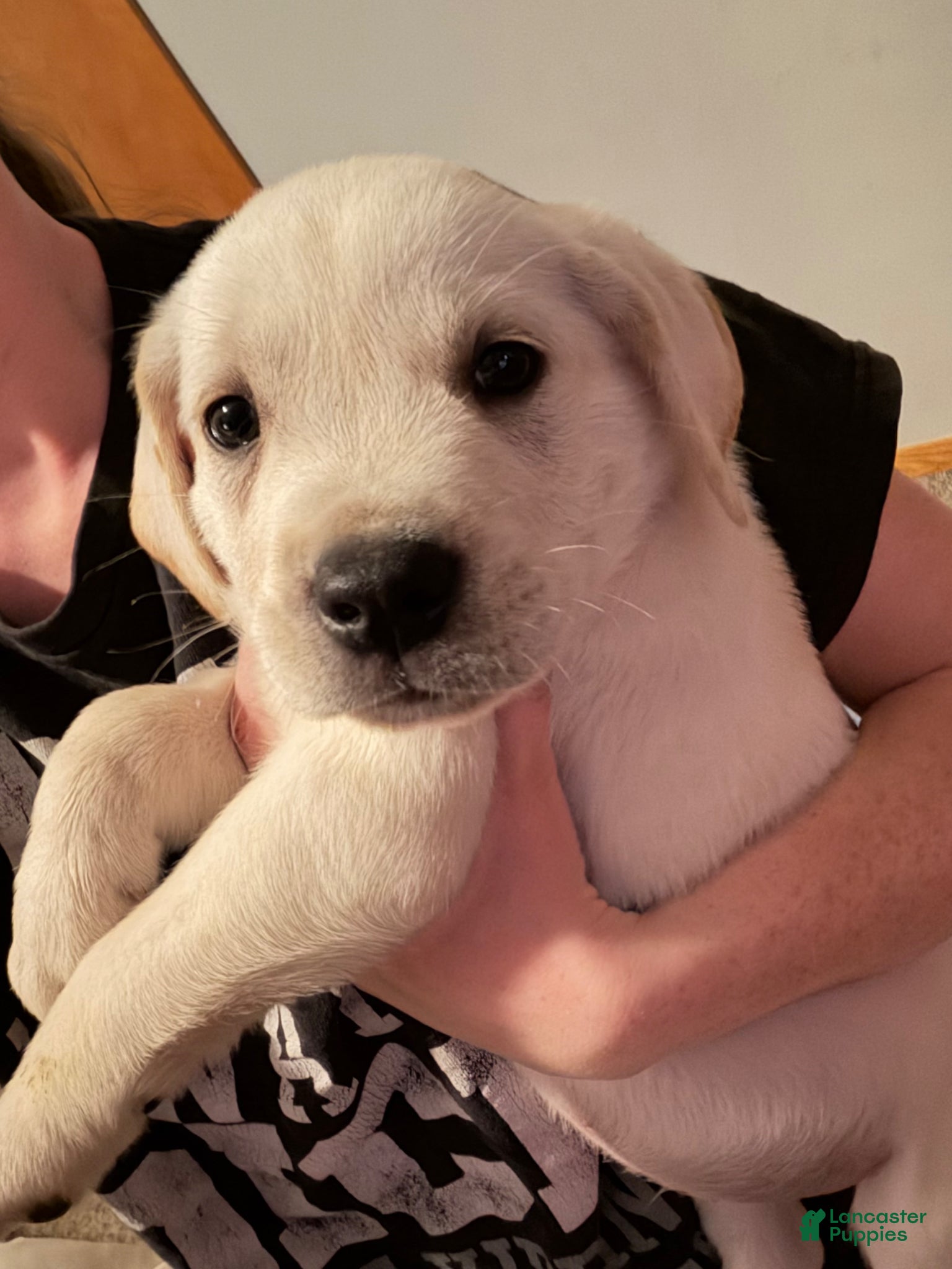 Goldador dogs Goldador Puppy 1 - Ad 3