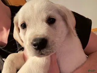 Goldador dogs Goldador Puppy 1 - Ad 3