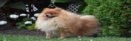 Pomeranian dogs for sale: Rocket - Ad 5