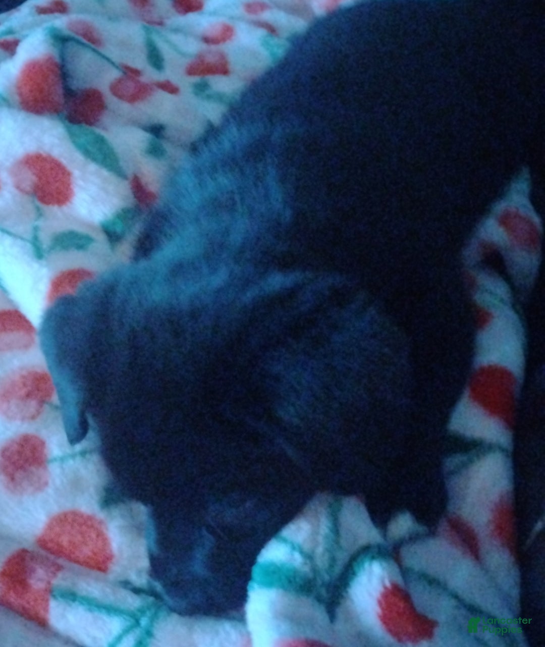 Mixed Breed dogs for sale: Mixed Breed Puppy 4 - Ad 7