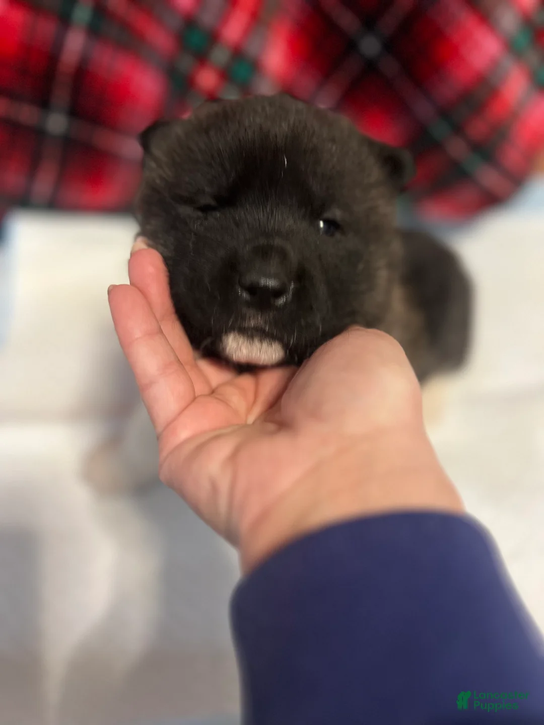 Akita dogs for sale: Dancer - Ad 15