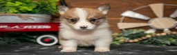 Welsh Corgi Pembroke dogs for sale: BeeBee - Ad 1