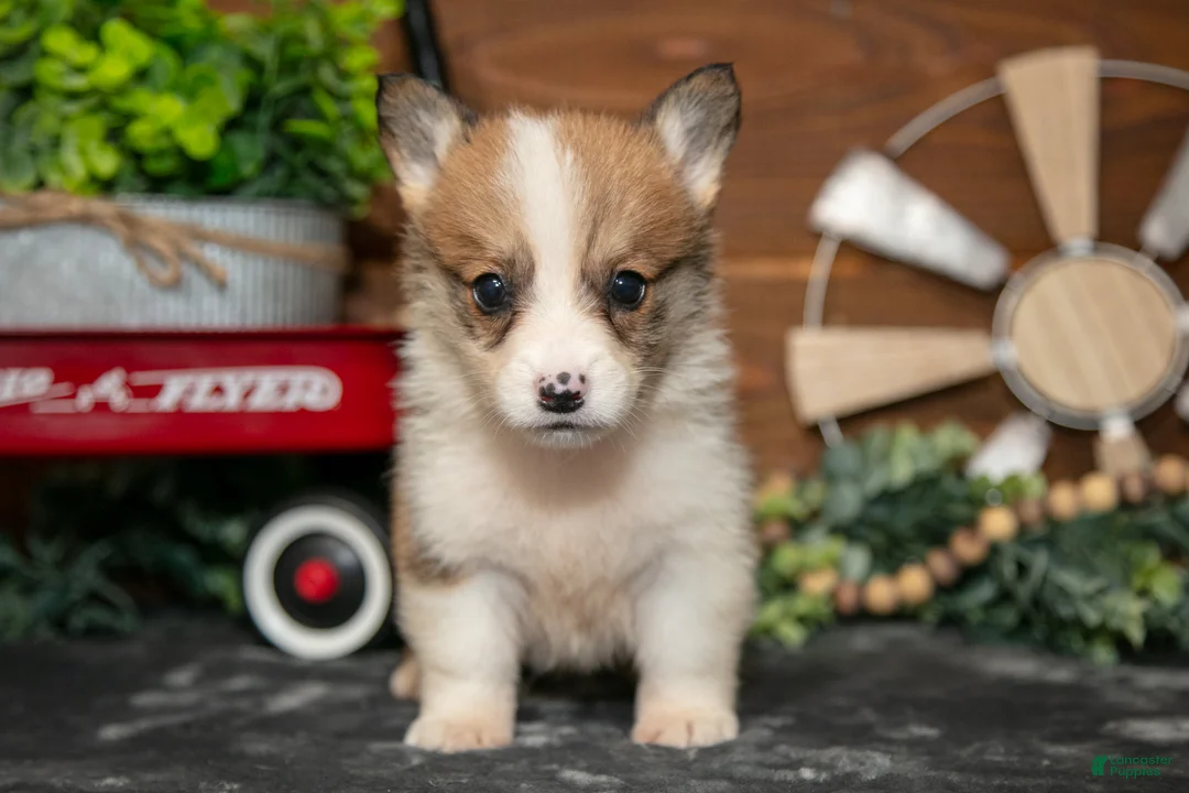 Welsh Corgi Pembroke dogs for sale: BeeBee - Ad 1