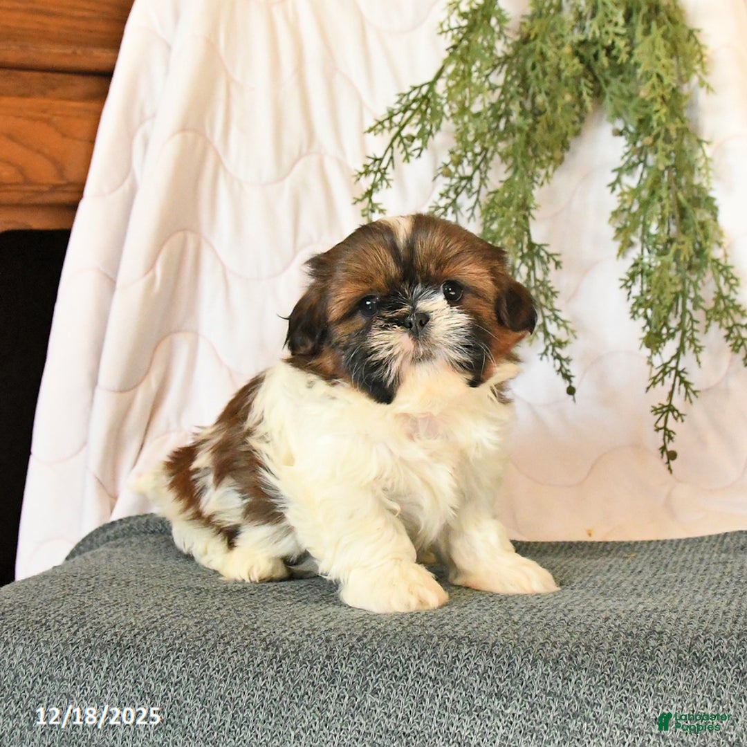 Shih Tzu dogs for sale: Chili - Ad 4