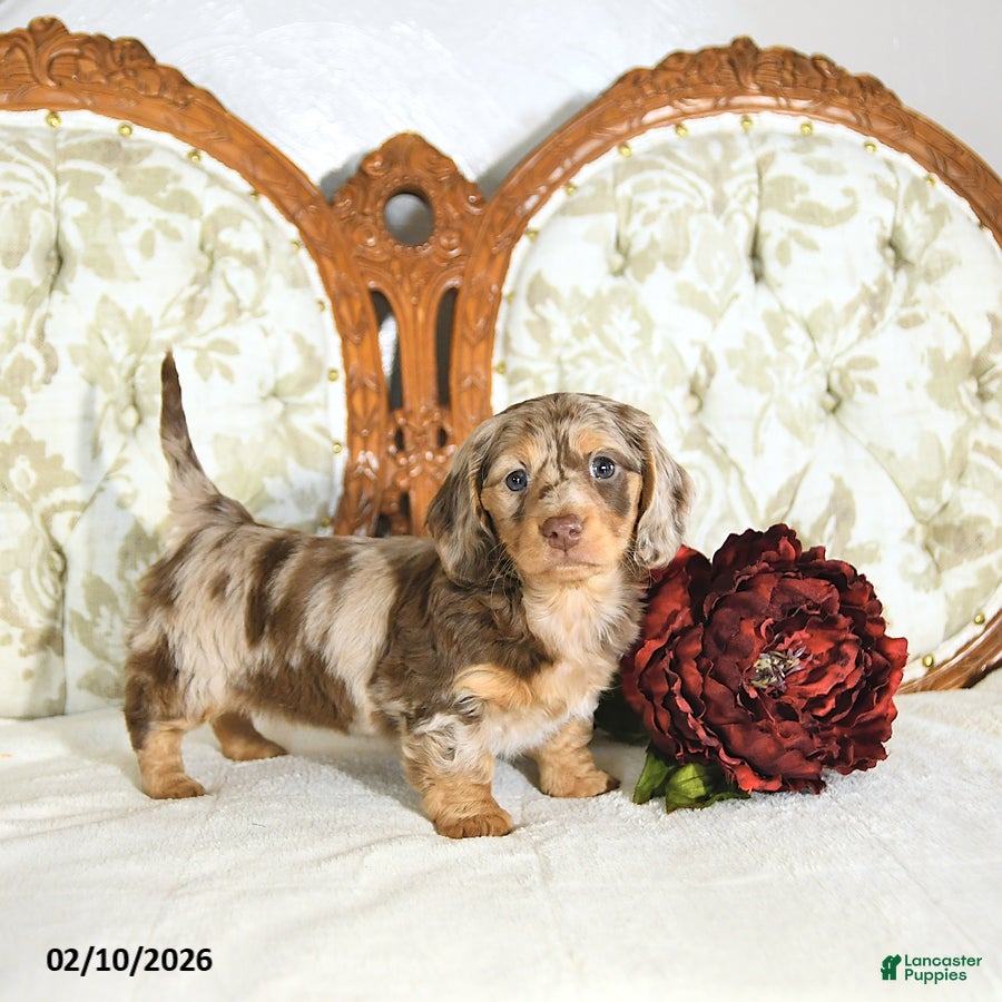 Miniature Dachshund dogs Pearl - Ad 28