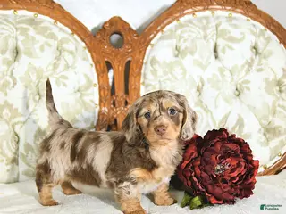 Miniature Dachshund dogs Pearl - Ad 28
