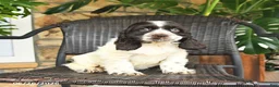 English Cocker Spaniel dogs for sale: Cowboy - Ad 1