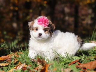 Teddy Bear dogs - Ad 4