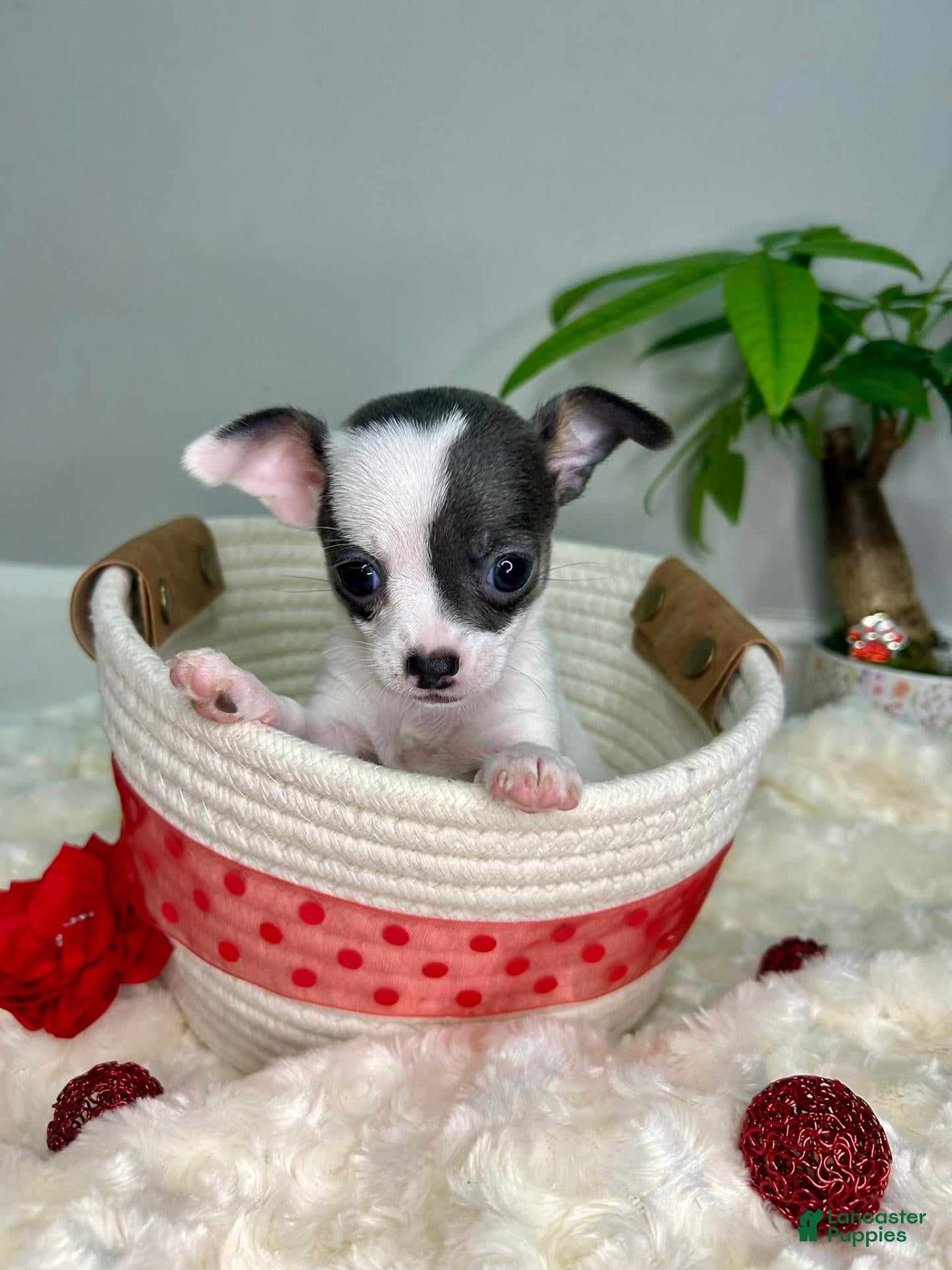 Chihuahua dogs for sale: Calisto - Ad 1