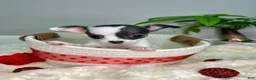 Chihuahua dogs for sale: Calisto - Ad 1