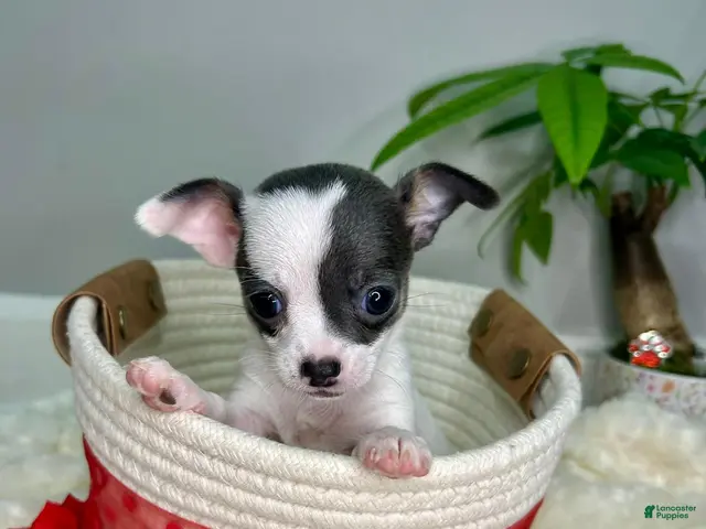 Chihuahua dogs for sale: Calisto - Ad 1