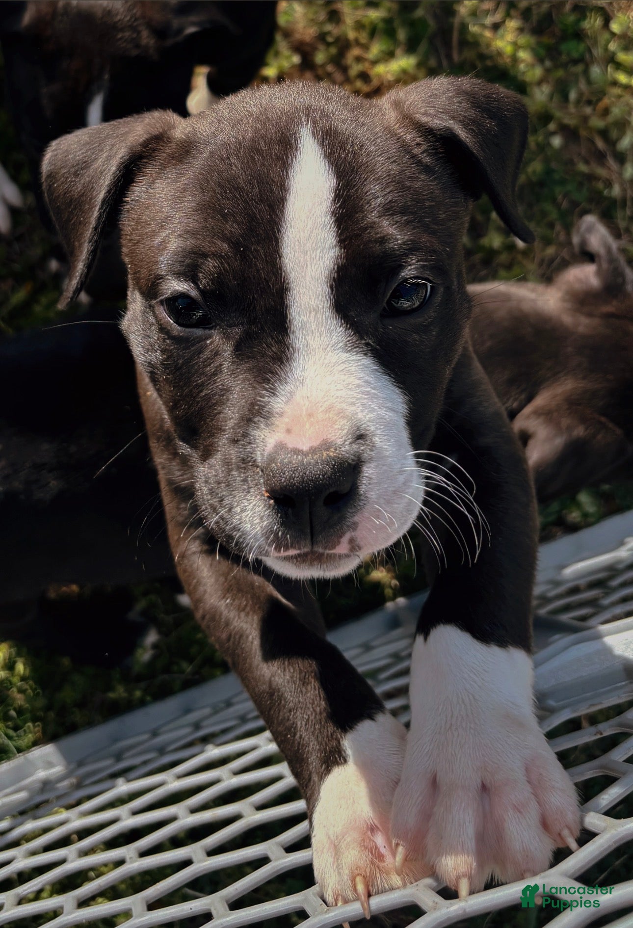 American Bully dogs Drake - Ad 1