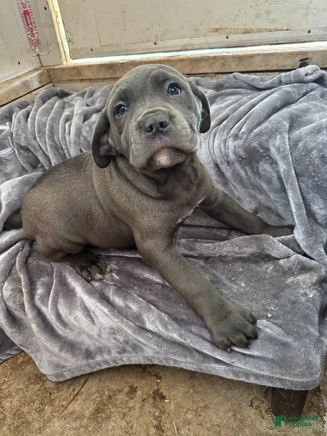 Cane Corso dogs for sale: Smoke  - Ad 1