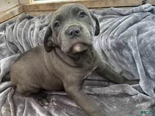 Cane Corso dogs Smoke - Ad 7