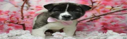 Akita dogs for sale: Jonathon  - Ad 2
