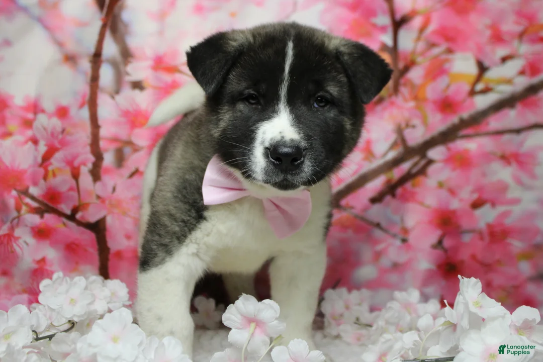 Akita dogs for sale: Jonathon  - Ad 2