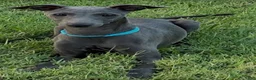 Italian Greyhound dogs for sale: Ace - Ad 12