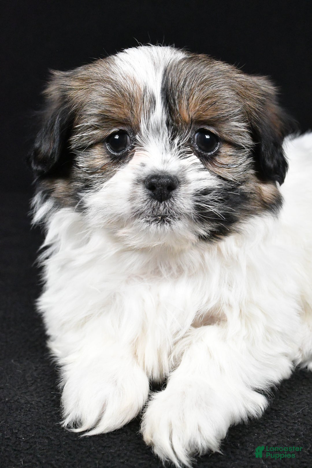 Mixed Breed dogs for sale: Angelo - Ad 3