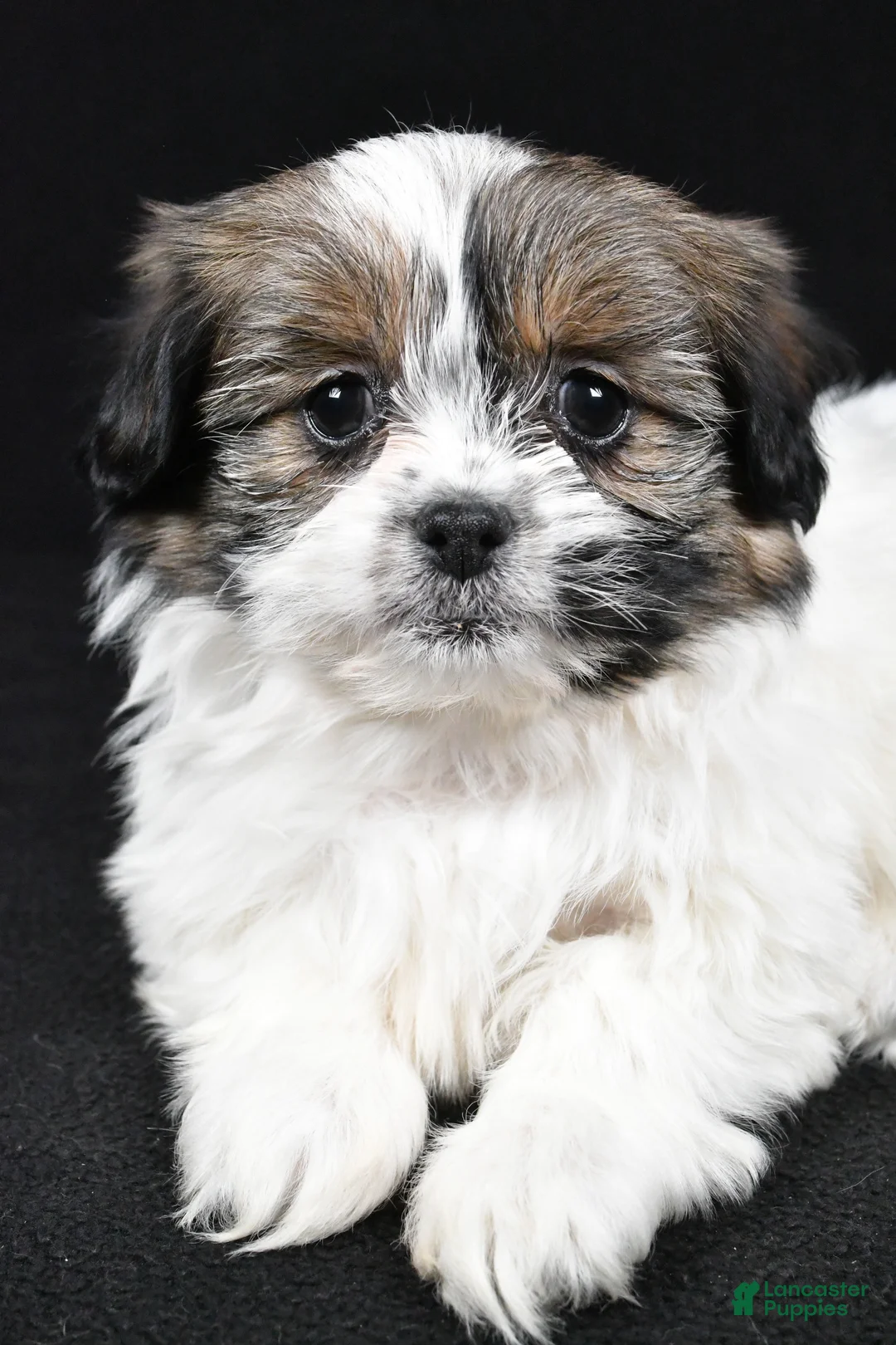 Mixed Breed dogs for sale: Angelo - Ad 3